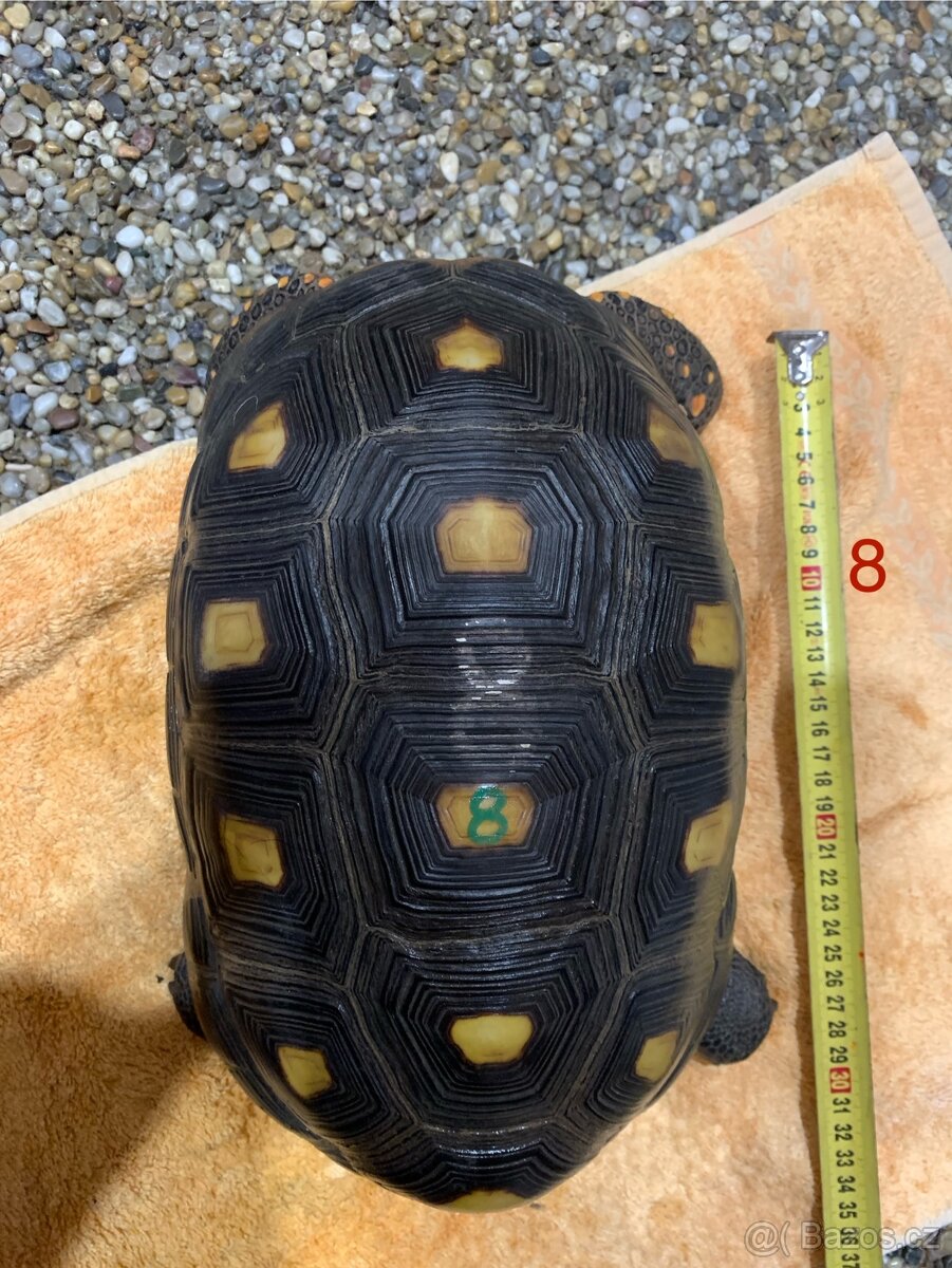 Suchozemská želva uhlířská - 3