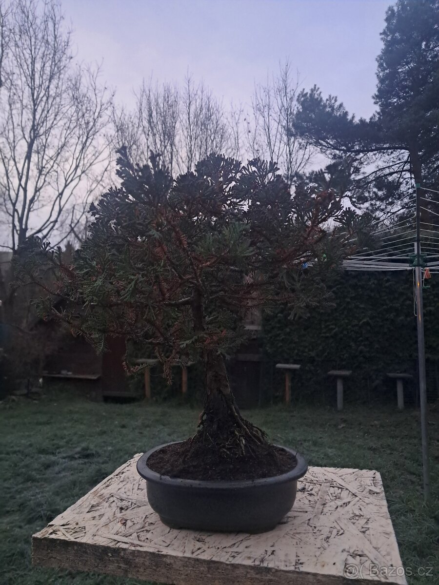 Bonsaj,bonsai Cypřiš - 3