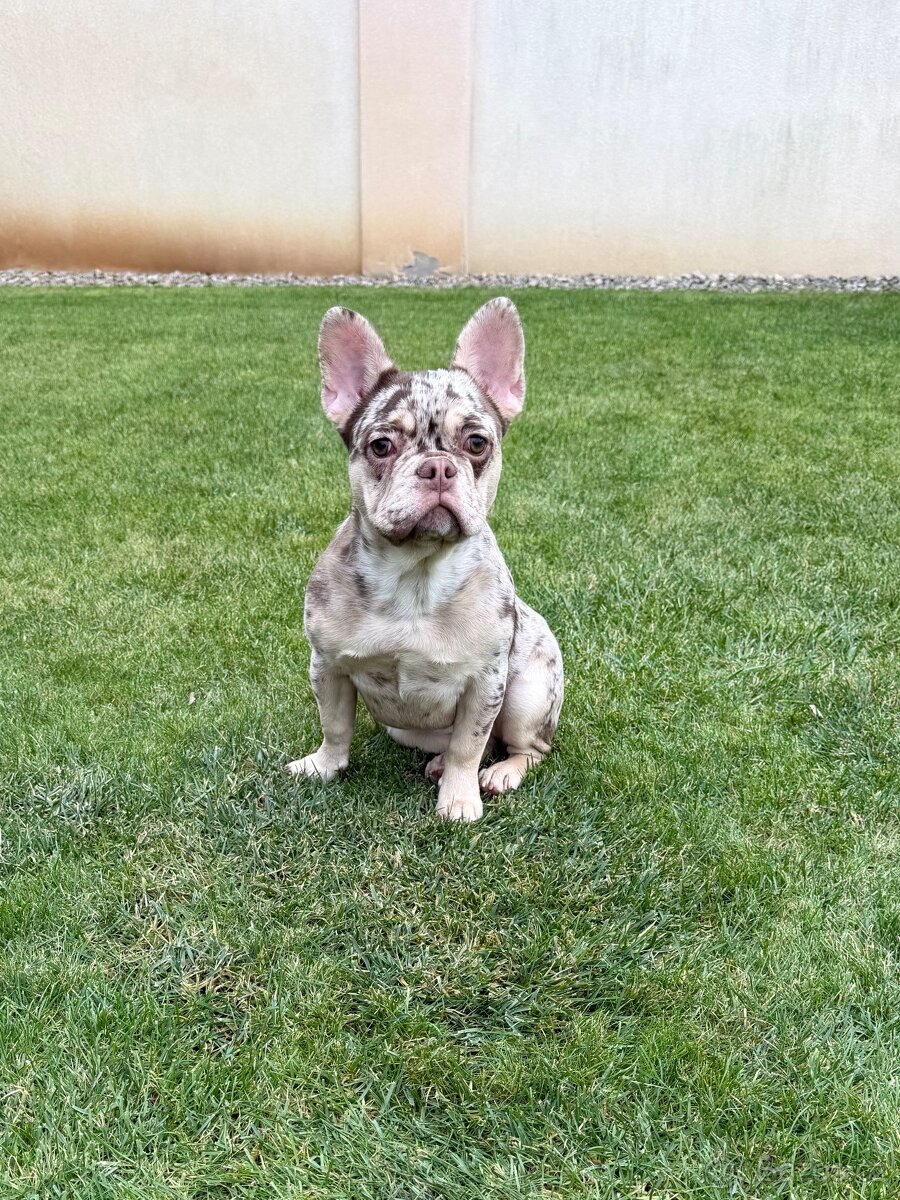 Francouzsky buldoček isabella tan merle fenka - 3