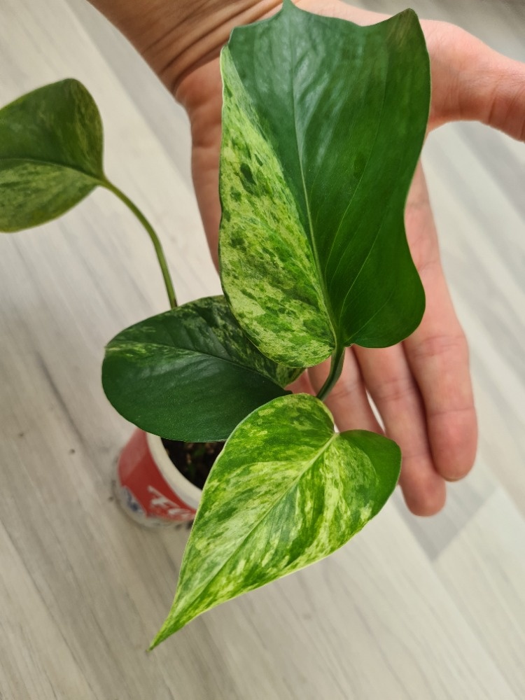 Pokojovky - redukce před zimou, všechny plně zdravé - 3