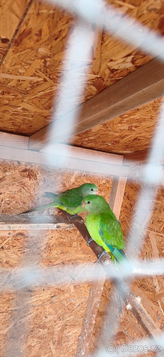Papoušek Nádherný - 3