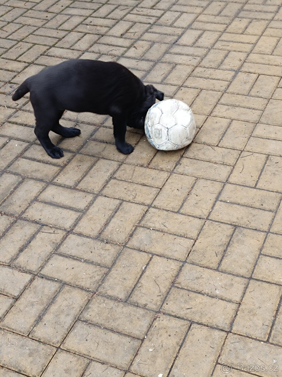 Německý ovčák štěňata - 3