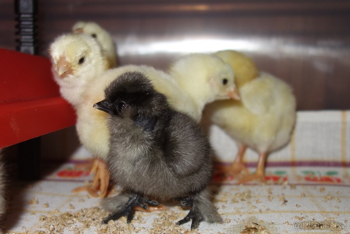 Hedvábnička USA - holokrčka - 3