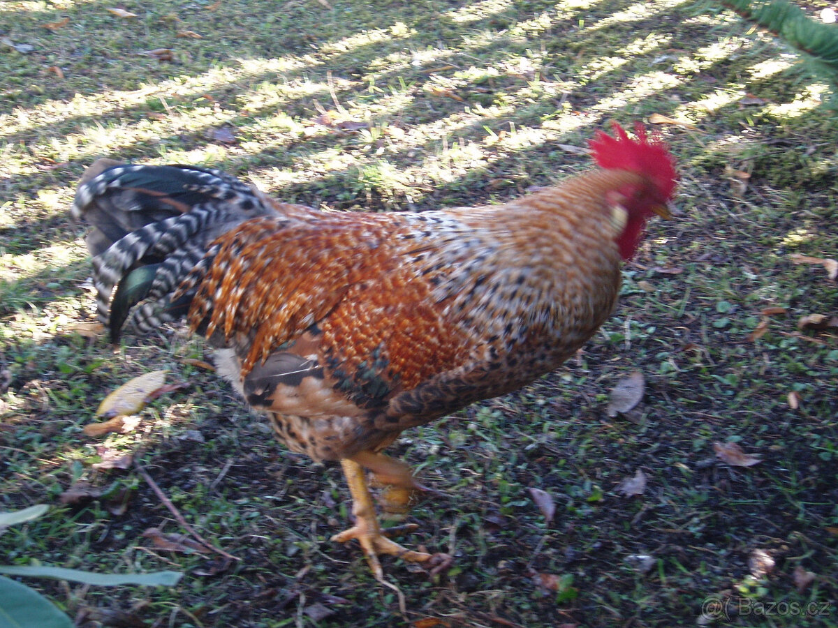 Prodám kohouta, kohoutky do chovu - 3