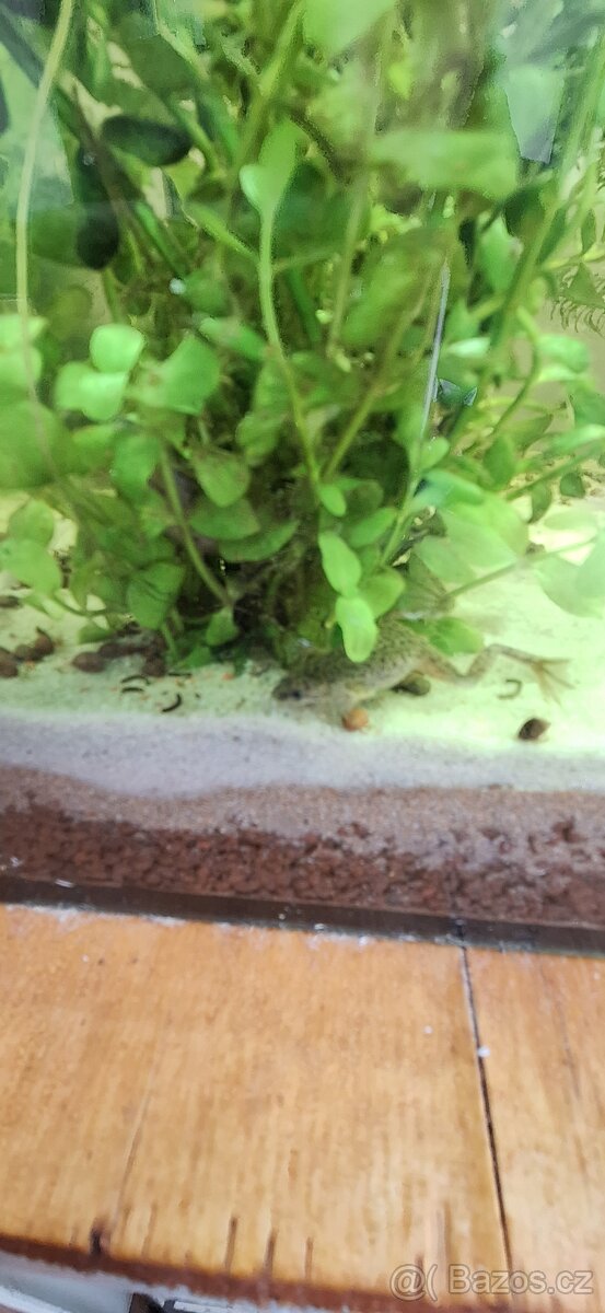 Akvarium 54 litrů - 3