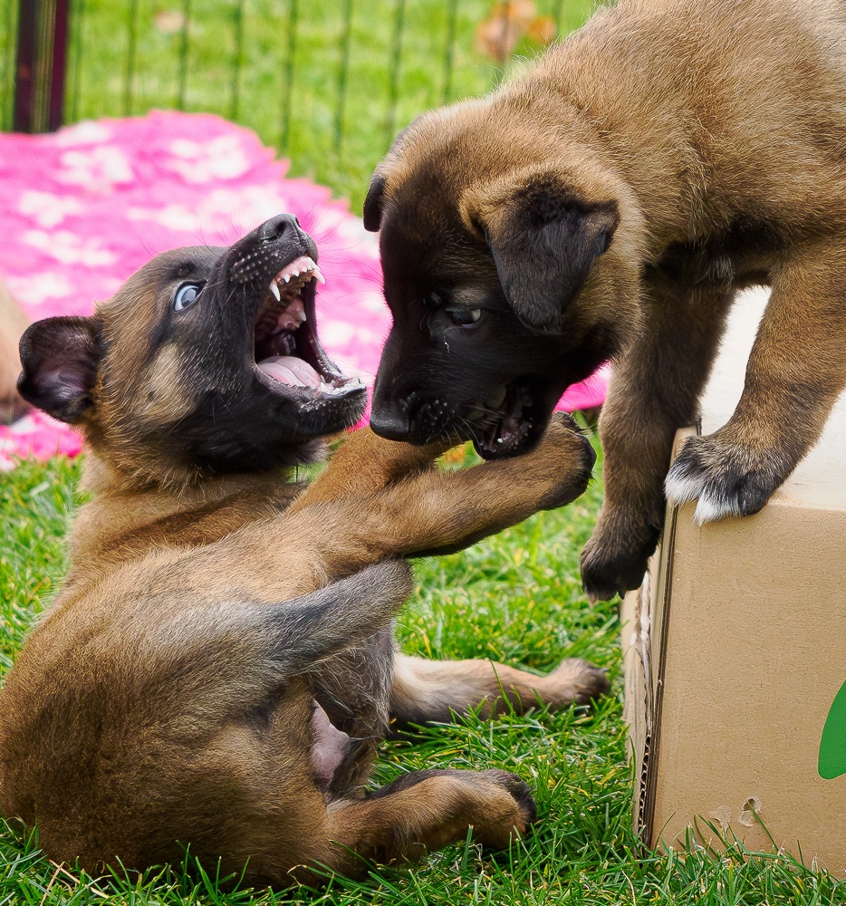 Belgický ovčák malinois PP - 3