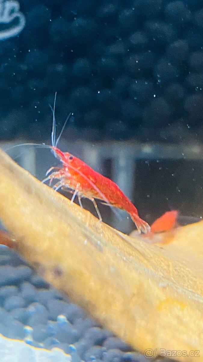 Prodám krevetky Neocaridina Bloody Mary - 3