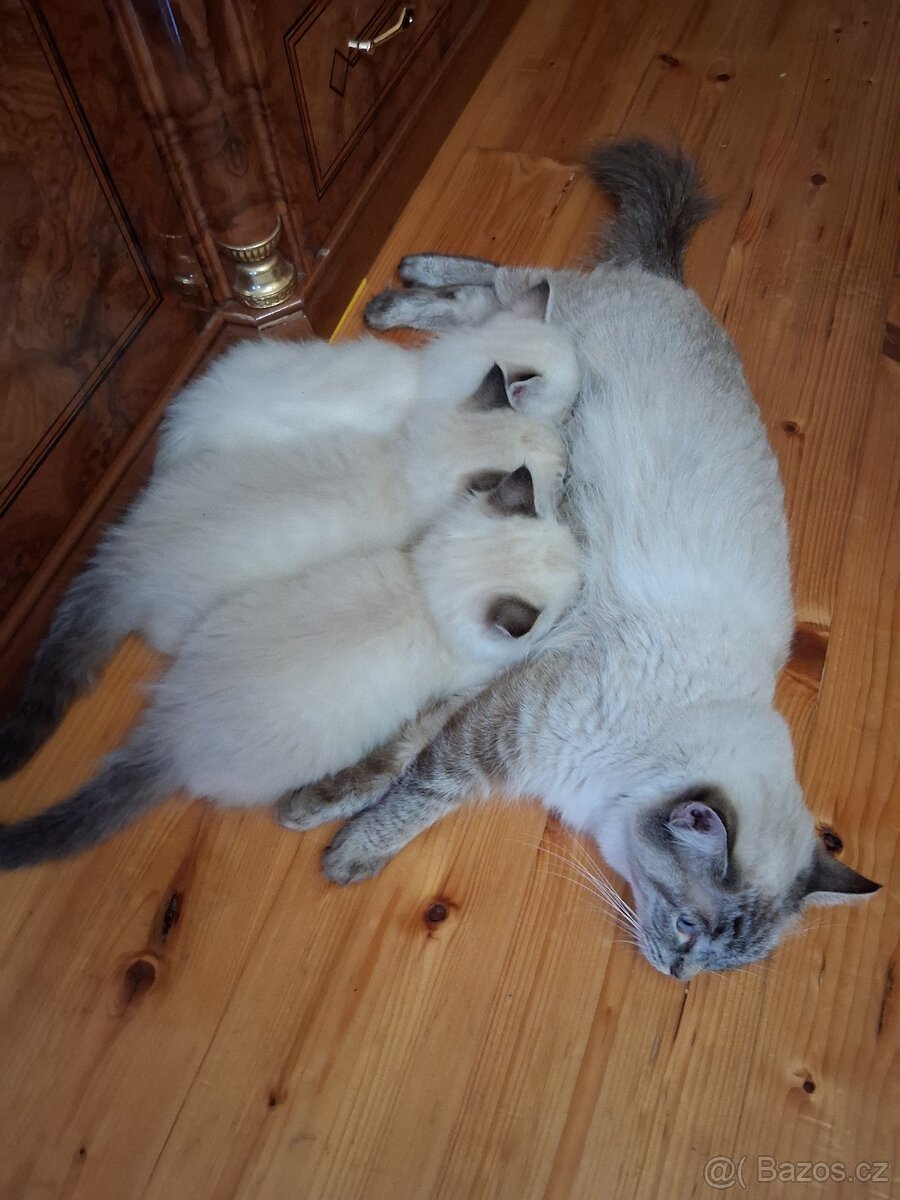 Radgoll koťátka - 3