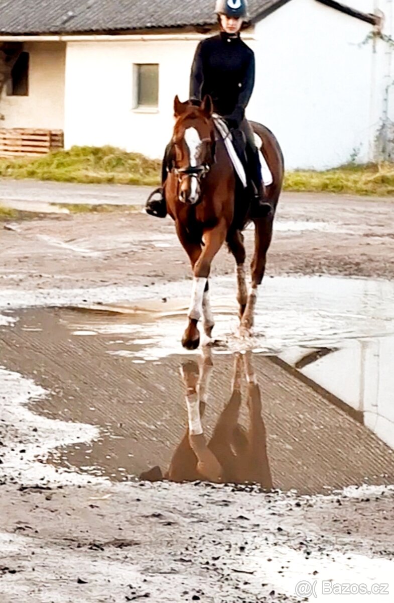 11 letý zkušený valach - 3