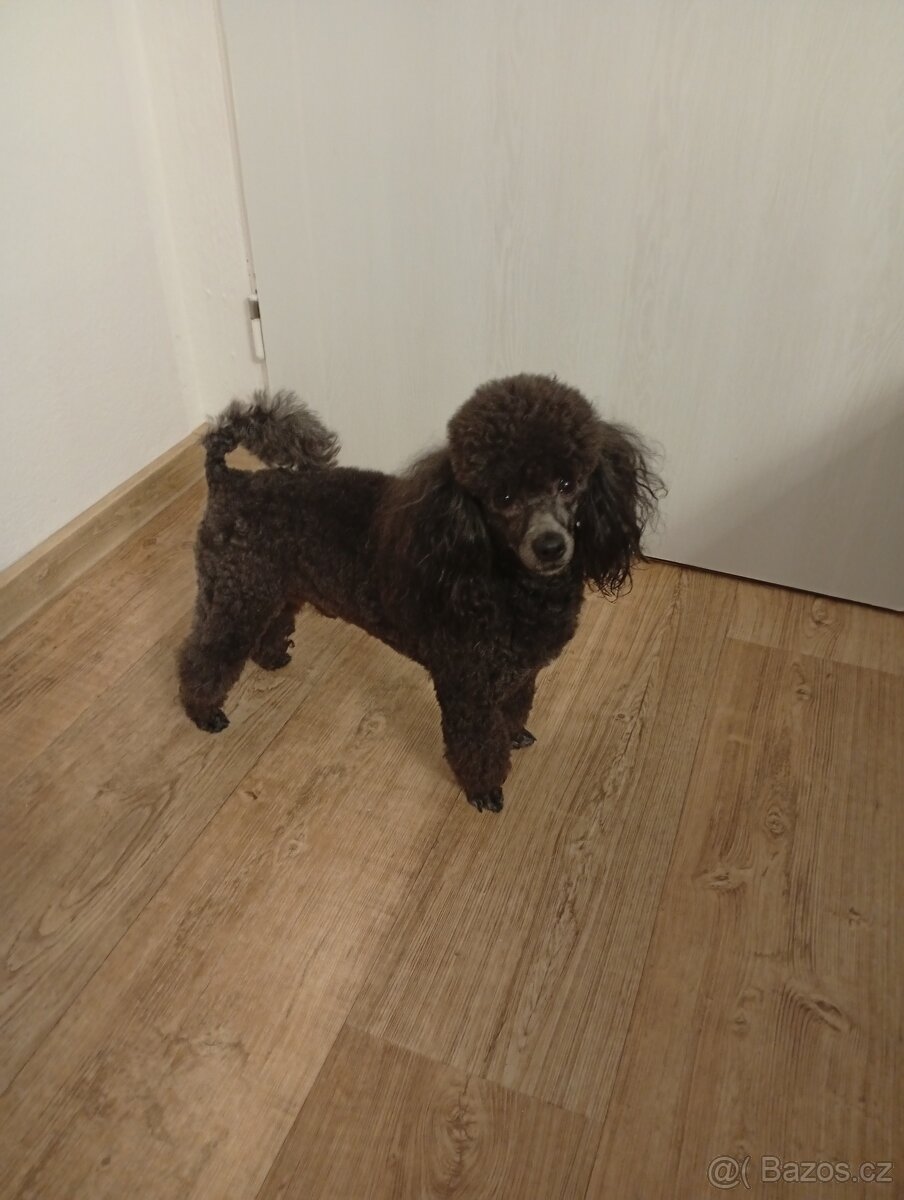 pudl toy černý - krytí - 3