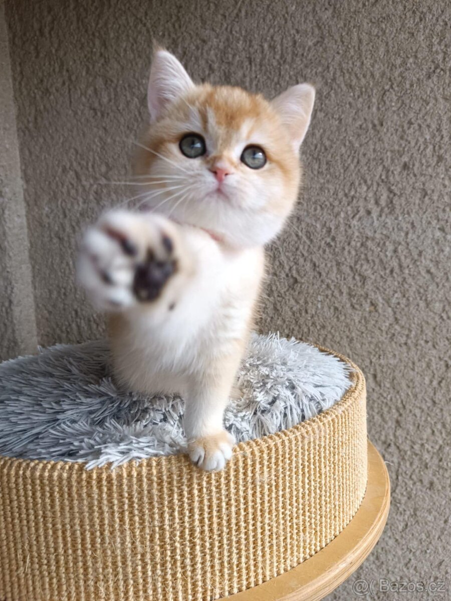 Koťátka britské kočičky s PP - 3