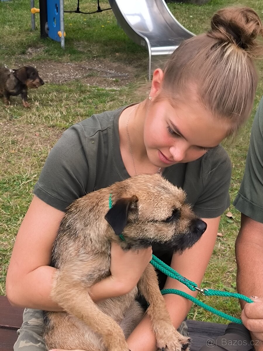 Prodám štěňata velšteriérů s PP - 3