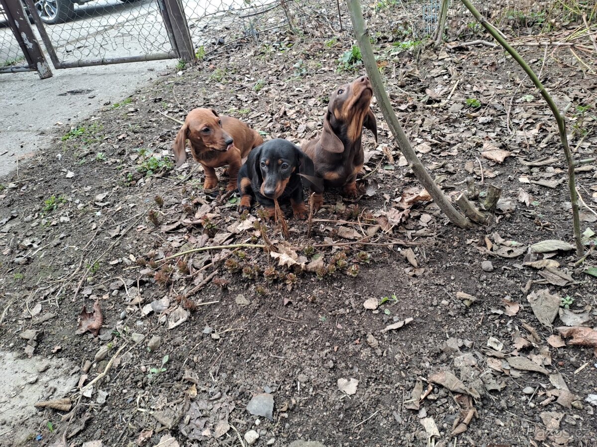 Štěňata jezevčíků - 3