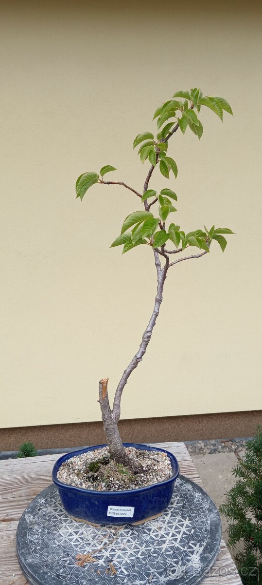 Bonsai třešeň - 3