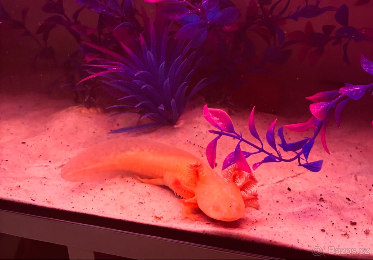 Axolotl + akvarium SPĚCHÁ - 3