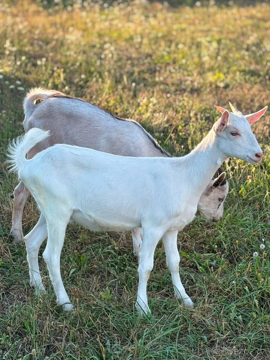 Prodám kozu a kozičku - 3