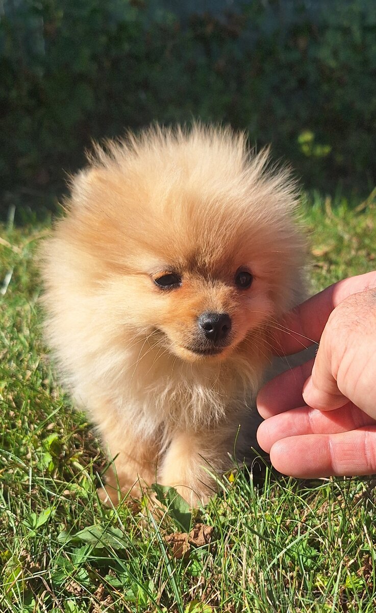 Pomeranian,pomerian špic - 3