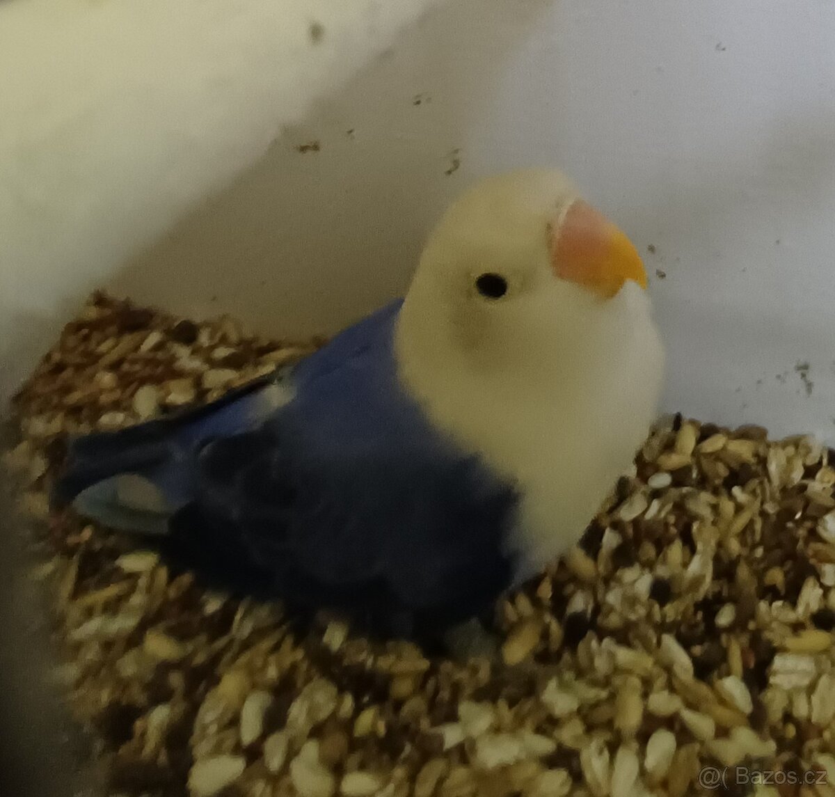 Prodám agapornise. - 3