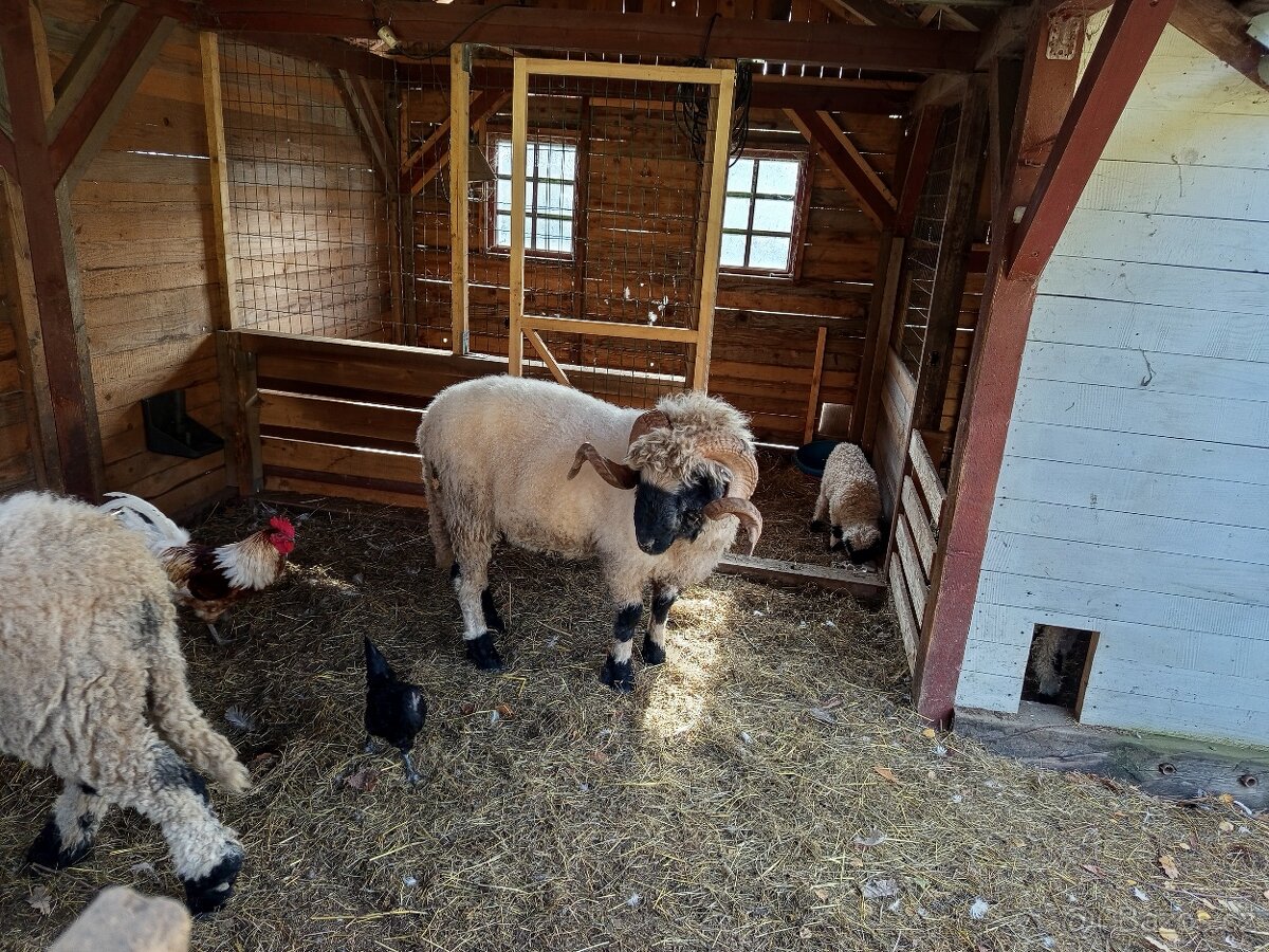 Walliserská ovce - 3