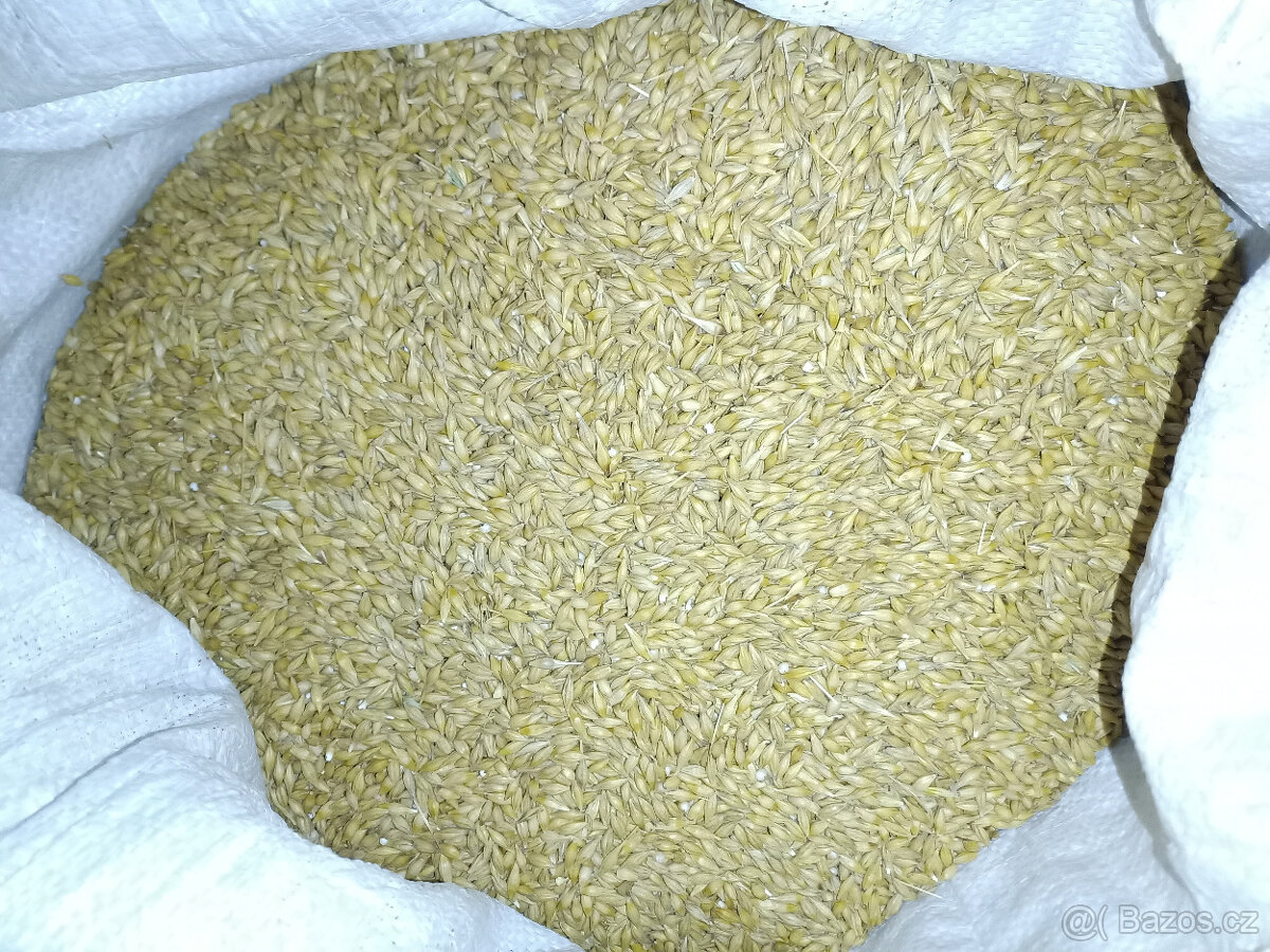 Pšenice, ječmen, oves nahý - 3