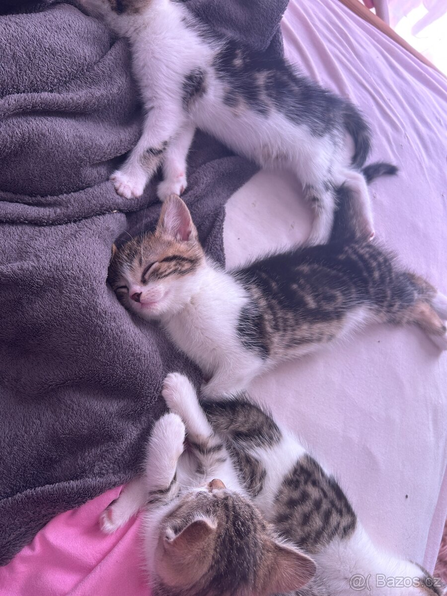 6 Rozkošných Koťátek (Máma Britka s PP x Pouliční Elegán) - 3