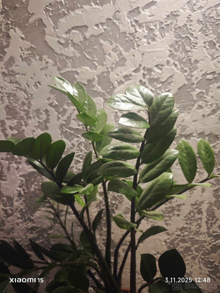 Zamioculcas zamiifolia - 3