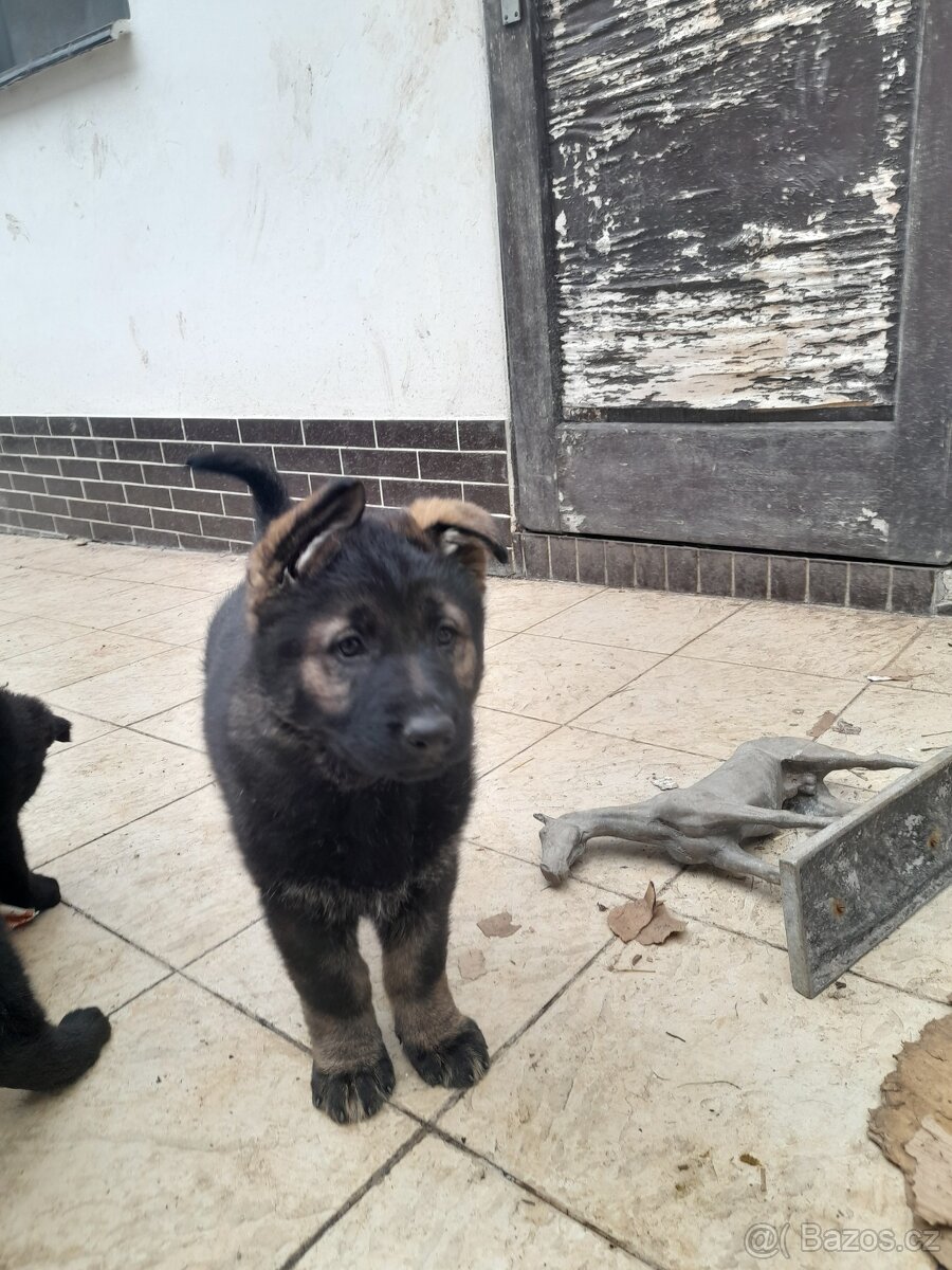 prodám štěňata Německého ovčáka s PP - 3
