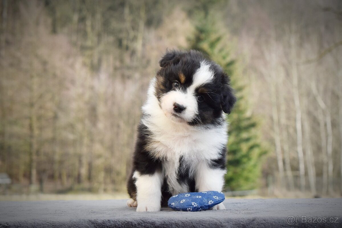 Australský ovčák s PP - 3