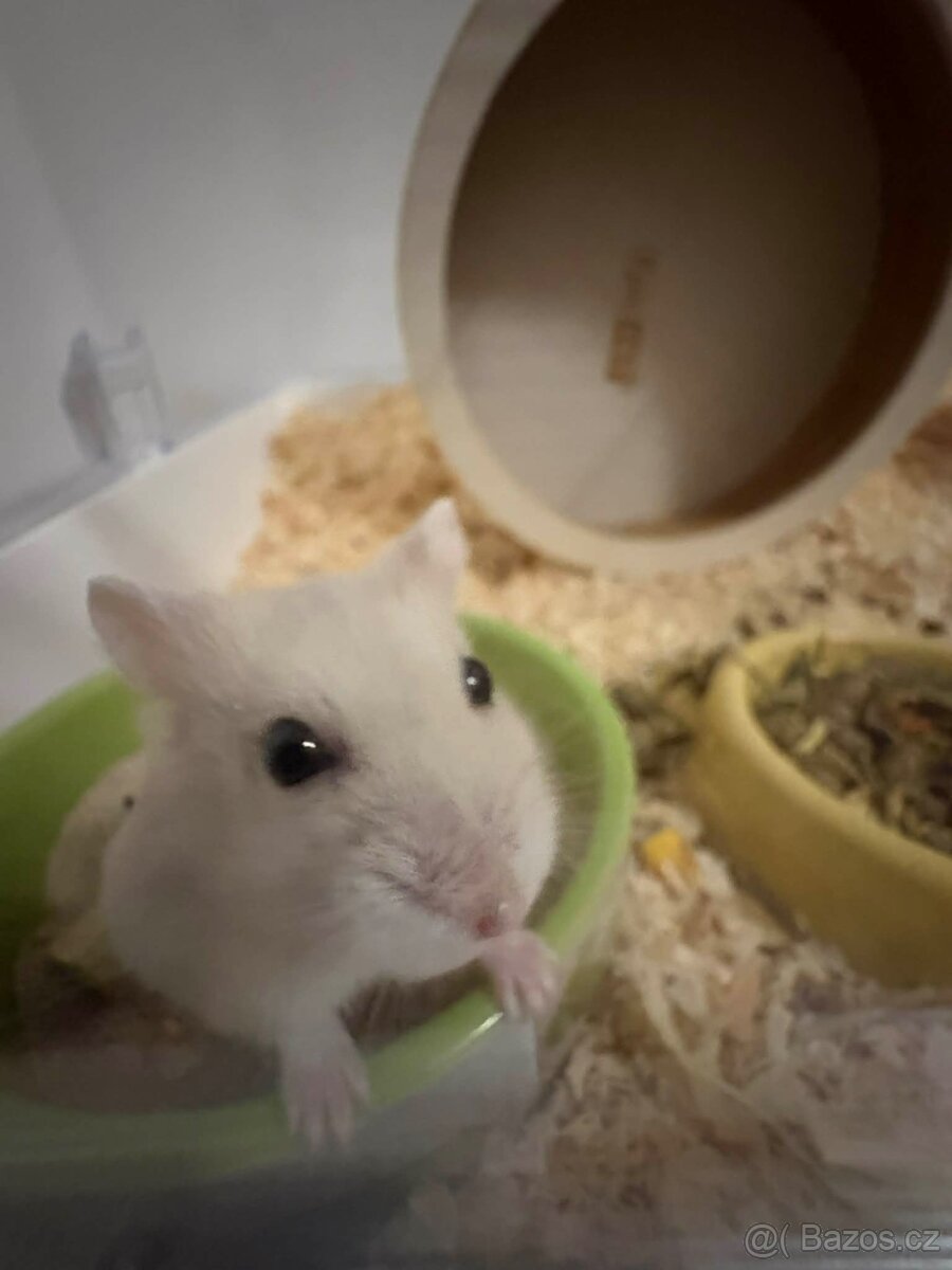 Křeček+Klec a výbava klece - 3