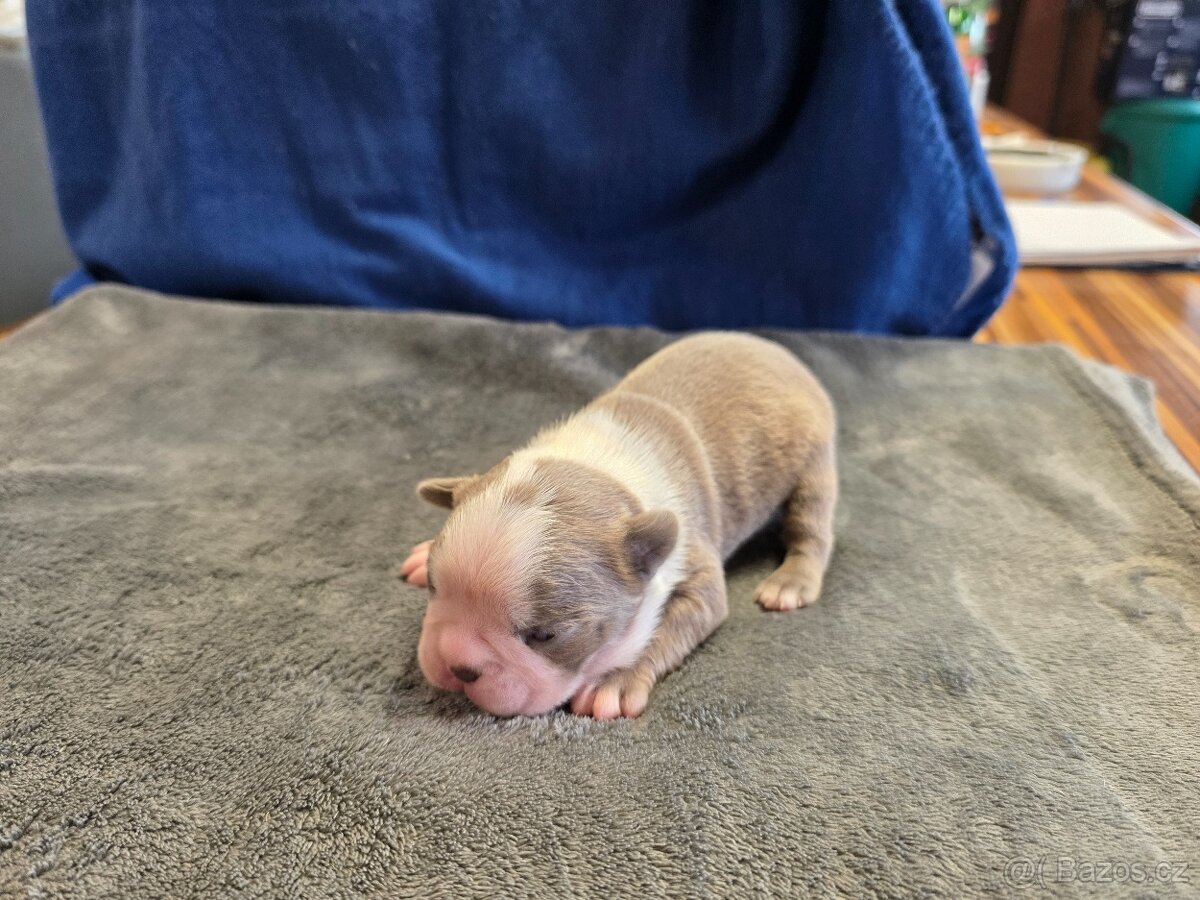 Bostonský teriér color red - 3