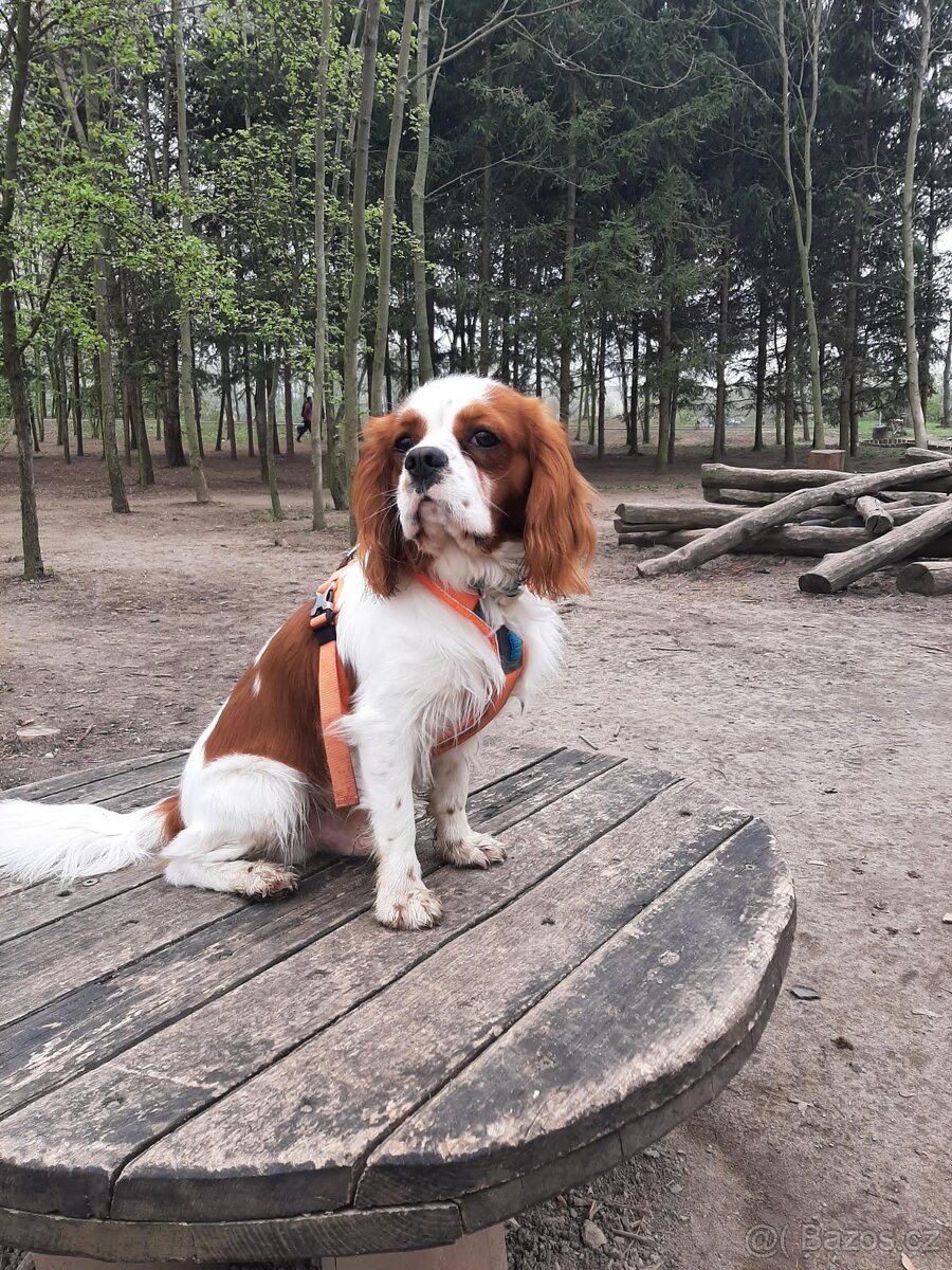 Pes na krytí Kavalier - 3