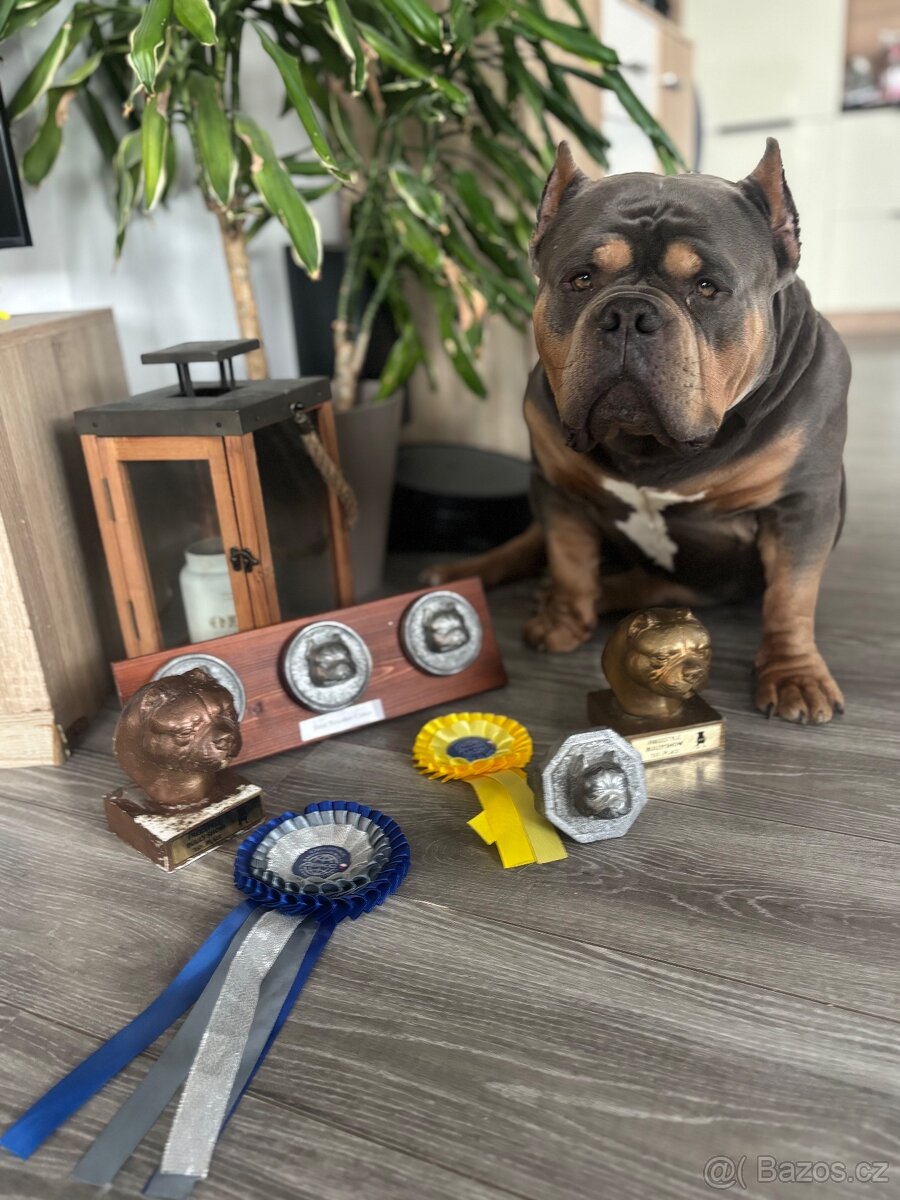 American Bully pocket - 3