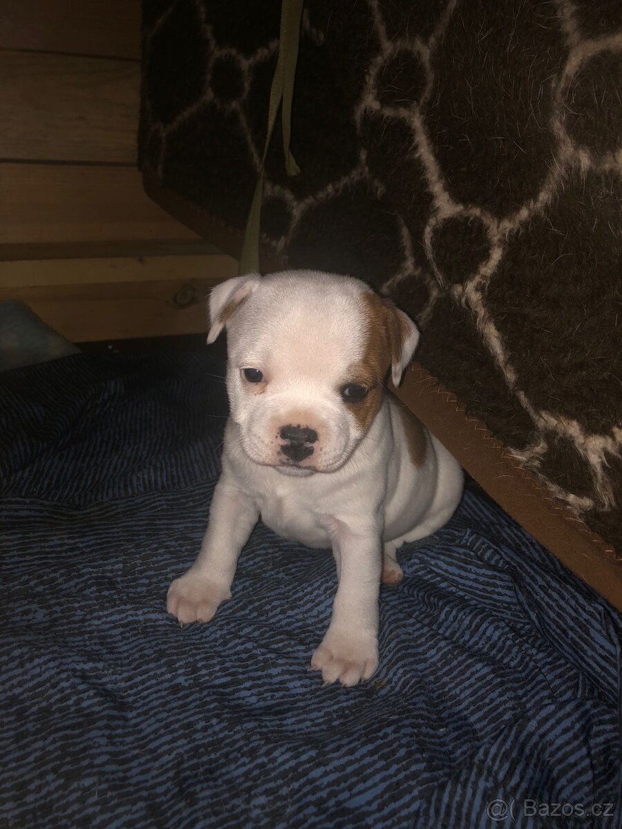 Stafordšírský bulteriér - 3