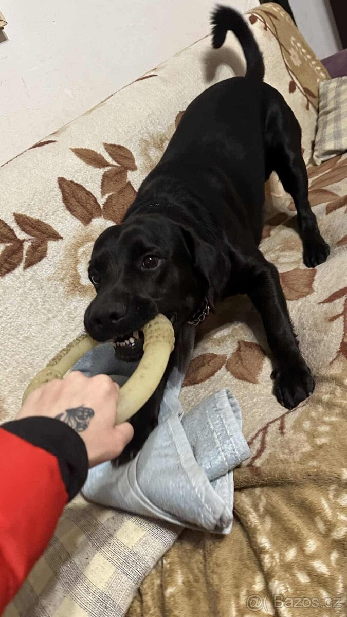 Kříženec labrador a slovenský kopov - 3