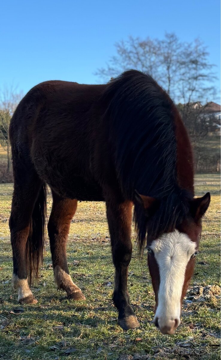 Kobylka 1,5 roku Appa x kříženec - 3