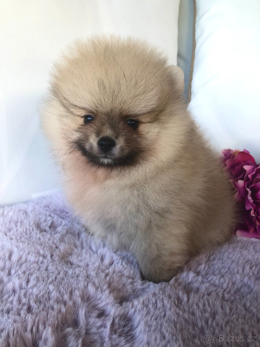 Pomeranian s p.p - 3