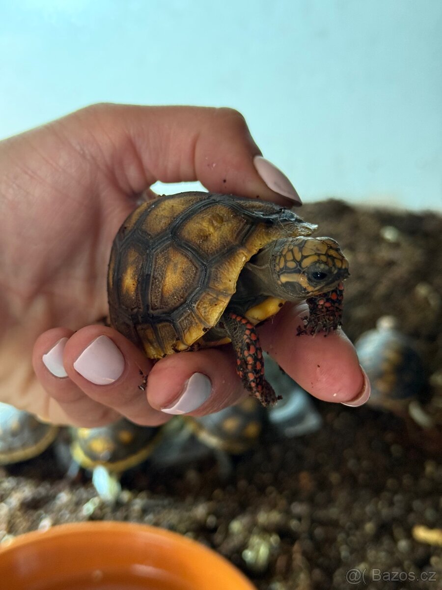 želva uhlířská Geochelone carbonaria - 3