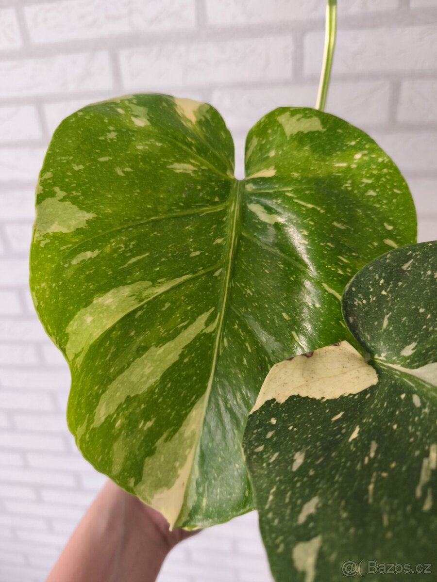 Monstera Deliciosa Thai - 3
