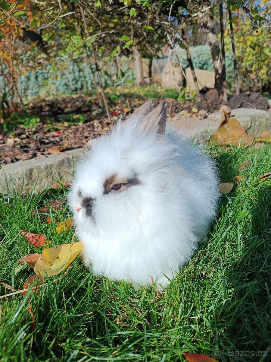 Zakrslý králík - 3