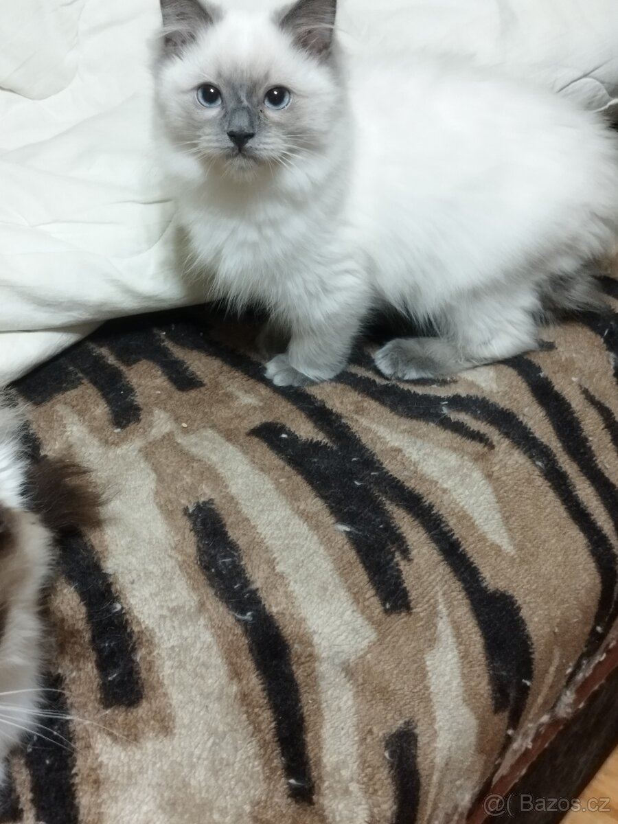 Prodej koťátek radgol - 3