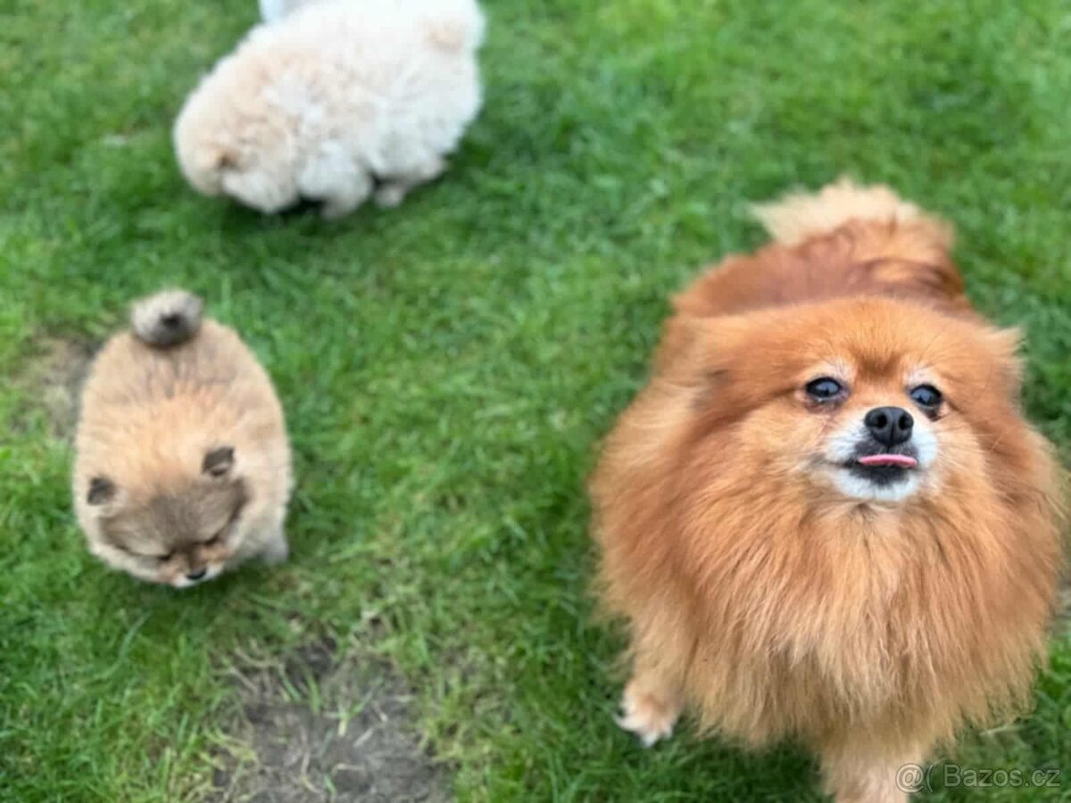 Pomeranian mini klouček - 3