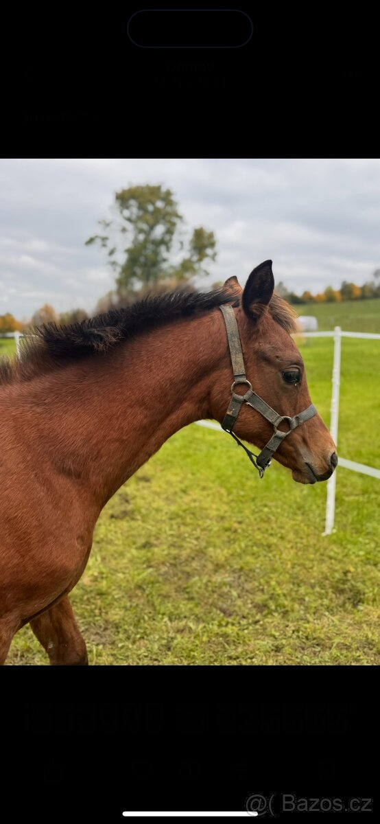 Valach Welara - dohoda o ceně možná - 3