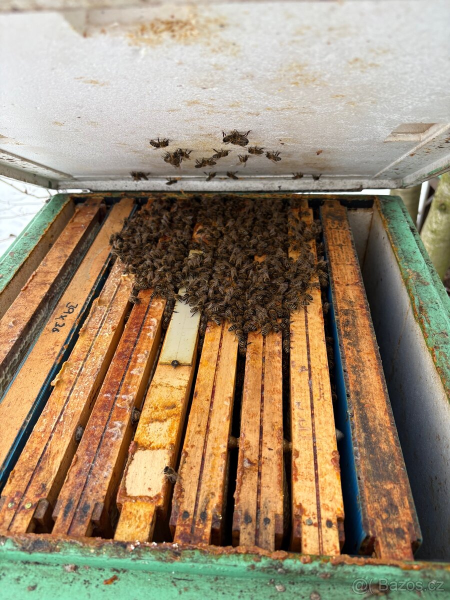Prodej vyživovaných včelstev - 3