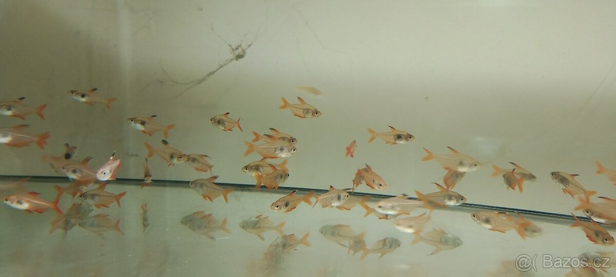 Tetra červenoústá - 3