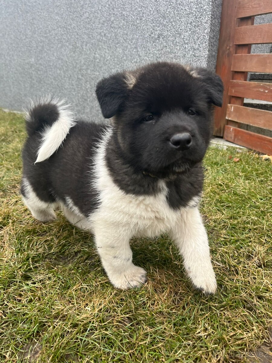 Americka Akita - 3