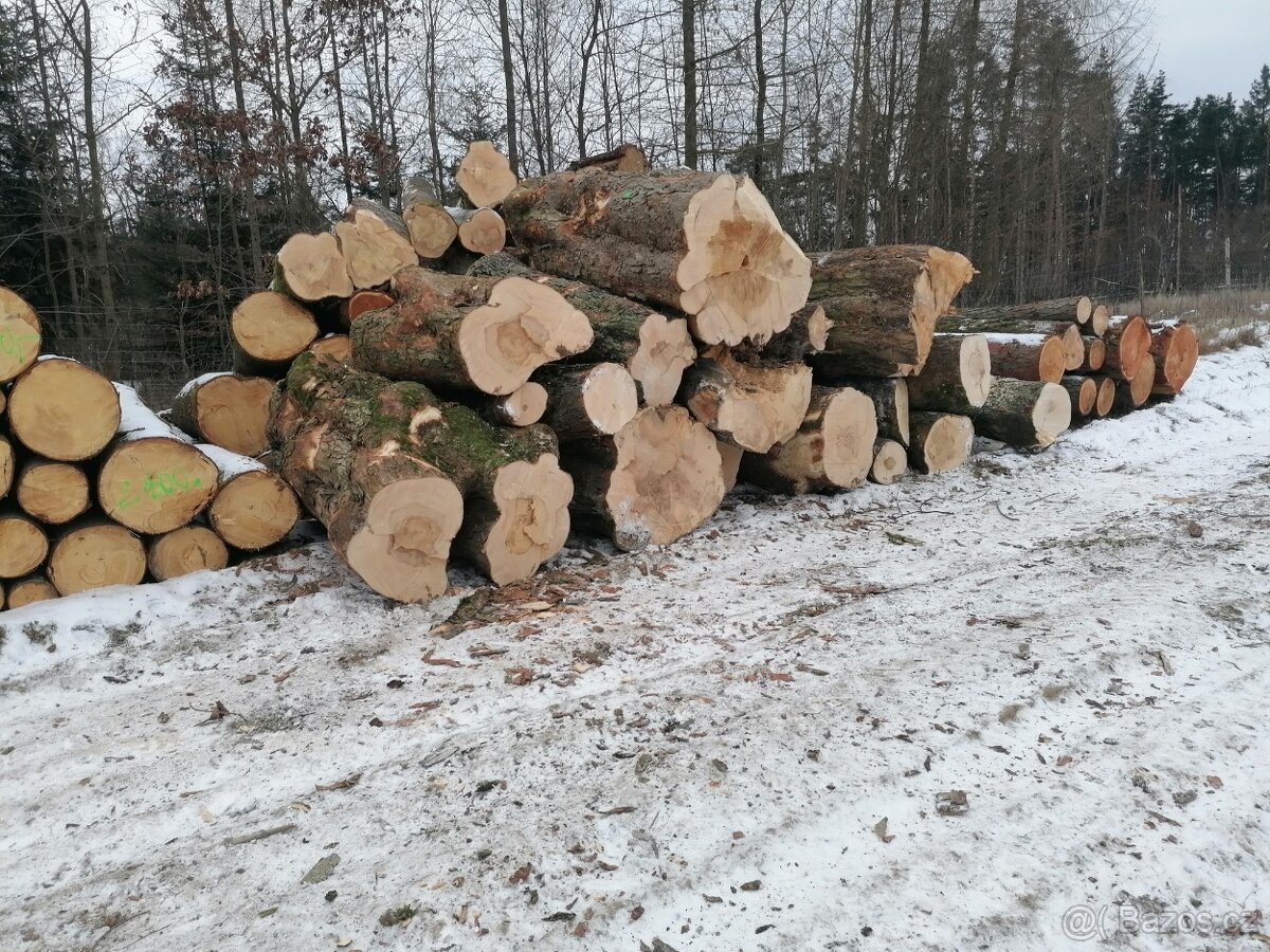 prodám kmen javoru - 3