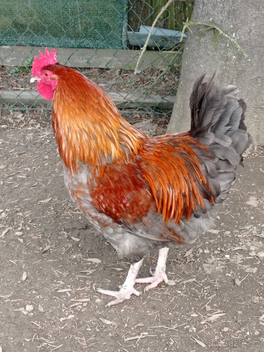 Kohout maranska modrá - 3