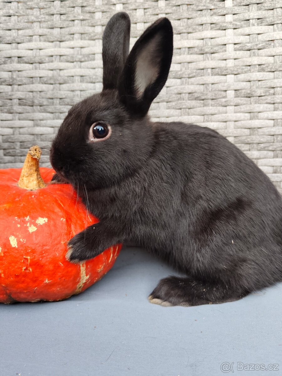 Zakrslý králík, králíček, standart, samička, černá - 3