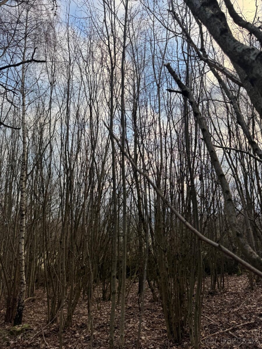 Prodej lesního pozemku v k.ú. Kolinec - 3