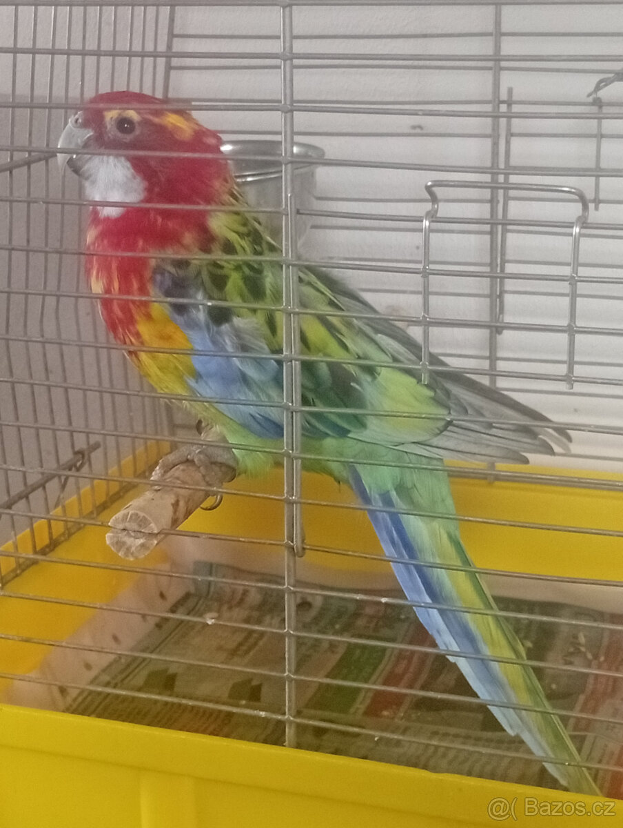 Rosela pestrá bělokřídlá straka 1.0 - 3